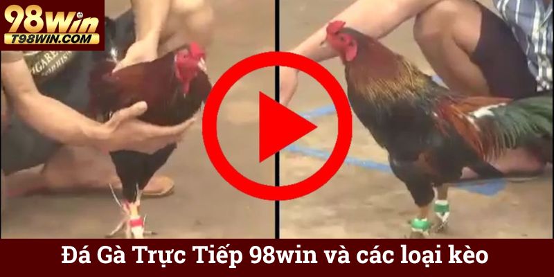 Đá Gà Trực Tiếp 98win và các loại kèo