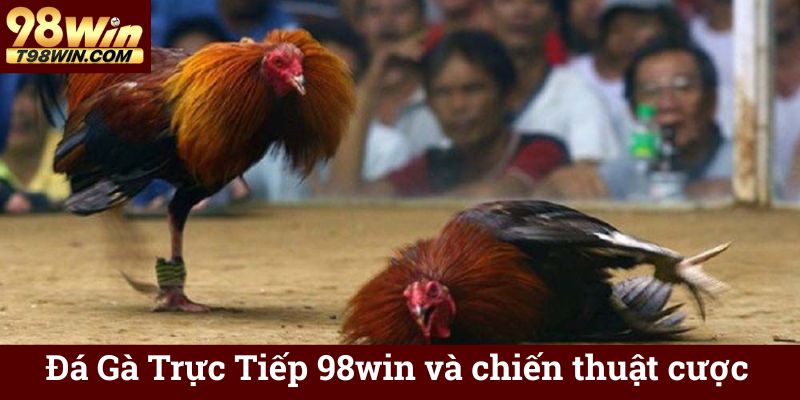Đá Gà Trực Tiếp 98win và chiến thuật cược